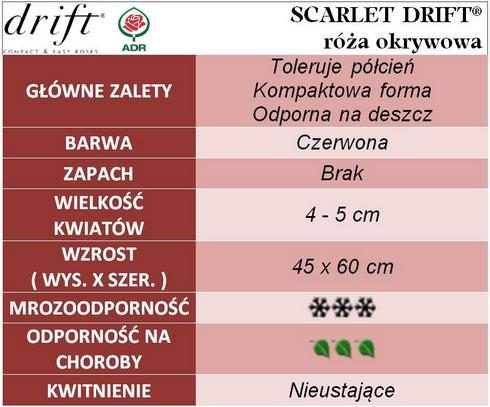 Scarlet Drift róża okrywowa